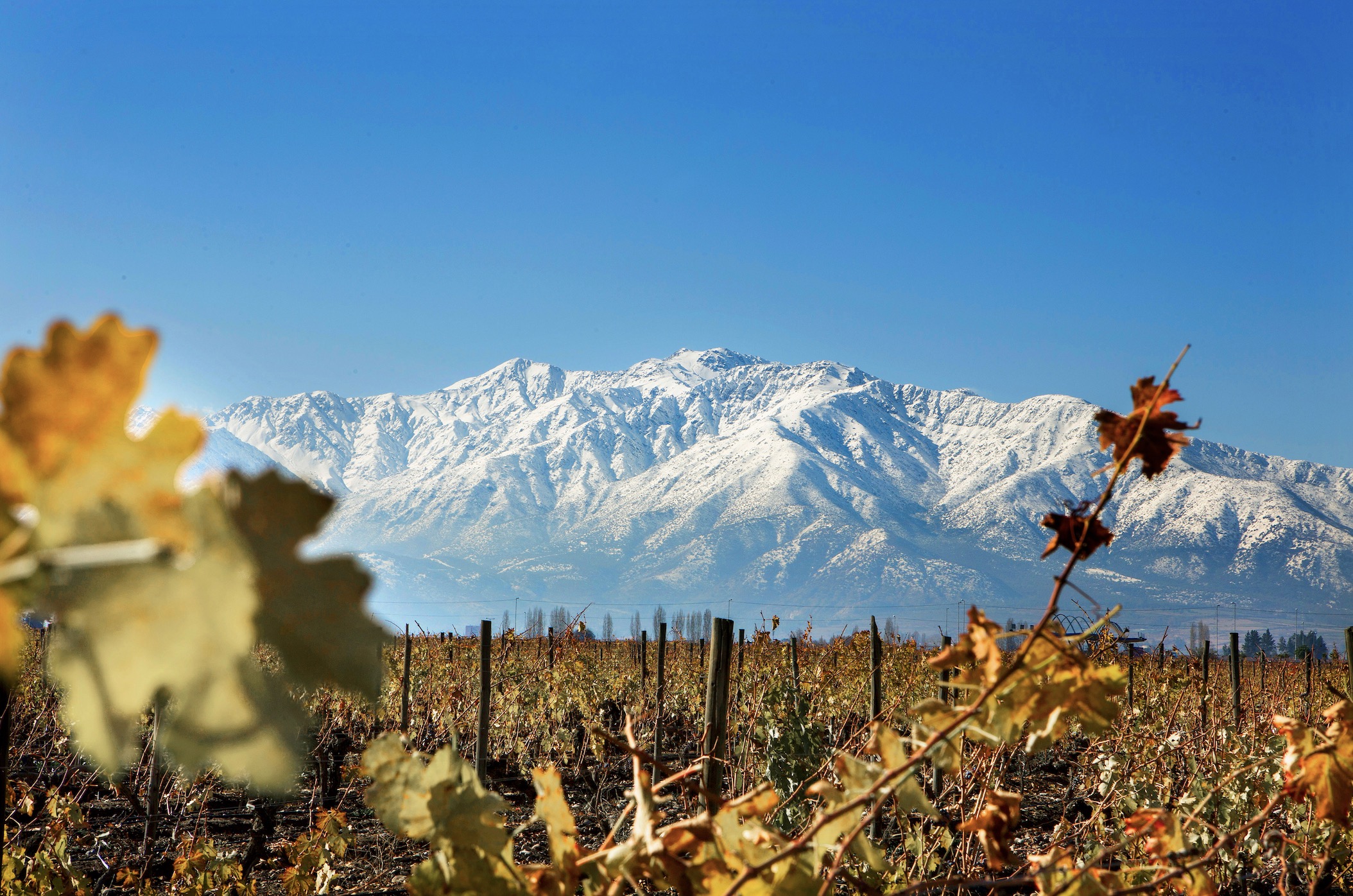 Why You Should Be Drinking High-Altitude Wines